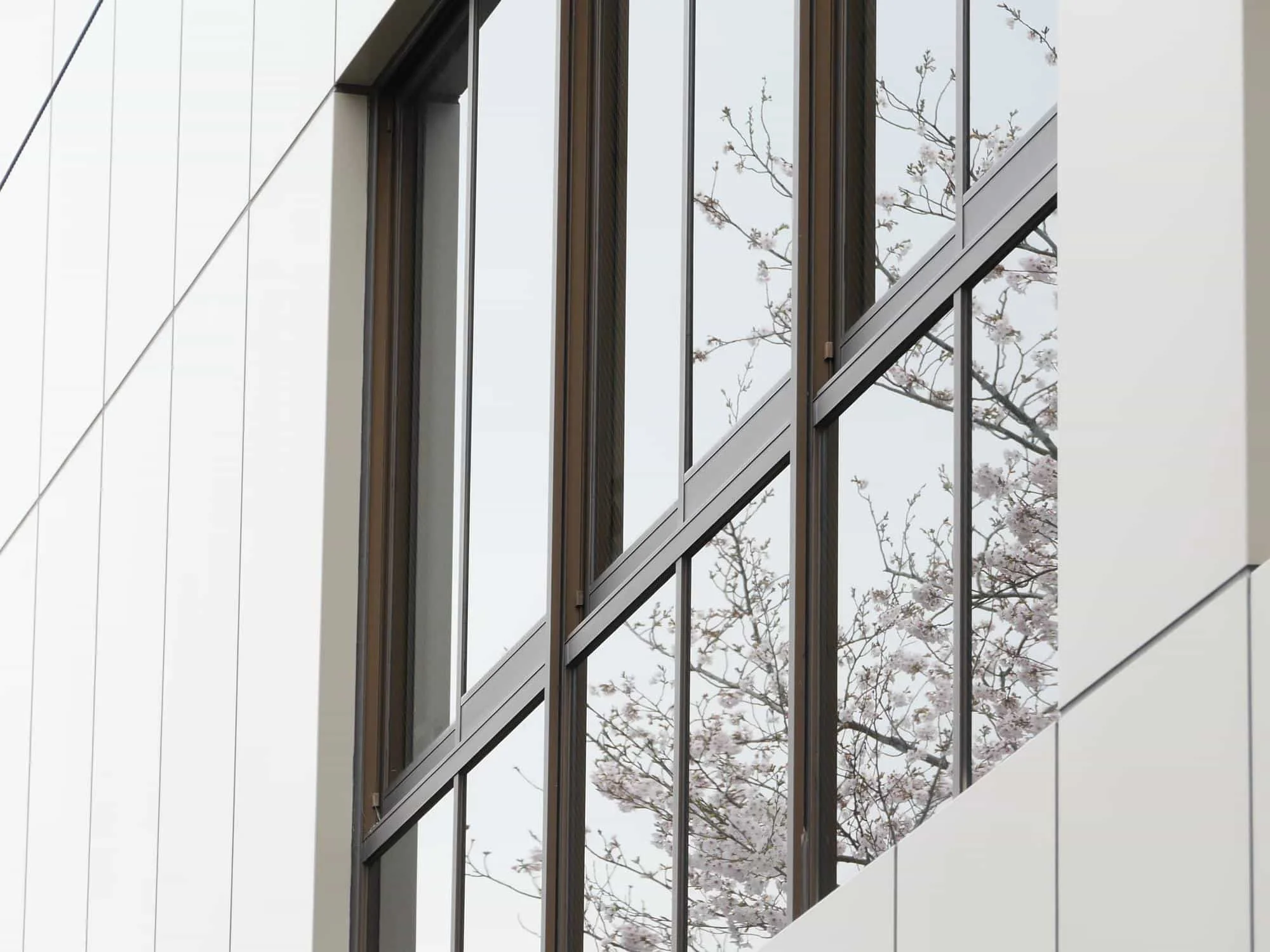 Glass windows of a building reflecting blossoming tree branches, showcasing different glazing options